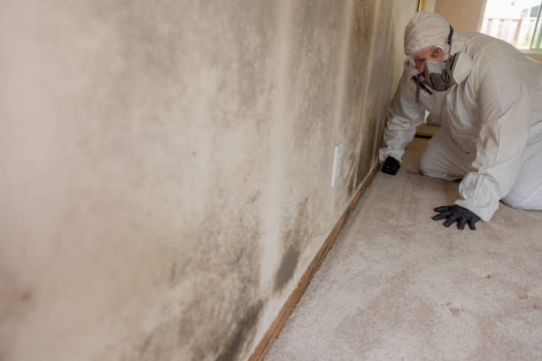 Professional Mold Removal in Maple Heights Lake Desire, WA